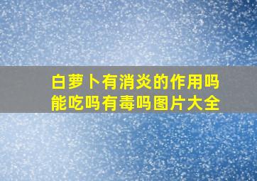 白萝卜有消炎的作用吗能吃吗有毒吗图片大全