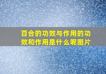 百合的功效与作用的功效和作用是什么呢图片