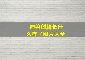 神兽麒麟长什么样子图片大全