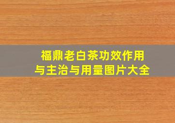 福鼎老白茶功效作用与主治与用量图片大全