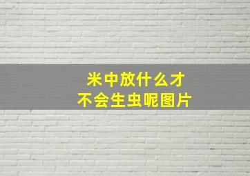 米中放什么才不会生虫呢图片