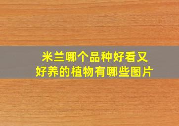 米兰哪个品种好看又好养的植物有哪些图片