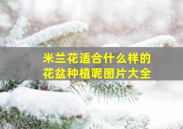 米兰花适合什么样的花盆种植呢图片大全