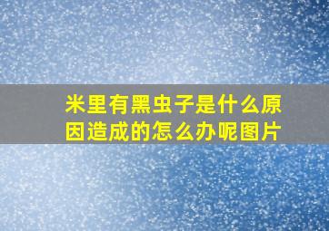 米里有黑虫子是什么原因造成的怎么办呢图片