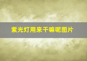 紫光灯用来干嘛呢图片