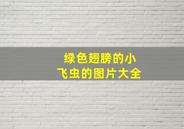 绿色翅膀的小飞虫的图片大全