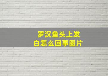 罗汉鱼头上发白怎么回事图片