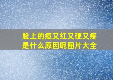 脸上的痘又红又硬又疼是什么原因呢图片大全