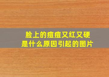 脸上的痘痘又红又硬是什么原因引起的图片