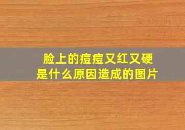 脸上的痘痘又红又硬是什么原因造成的图片