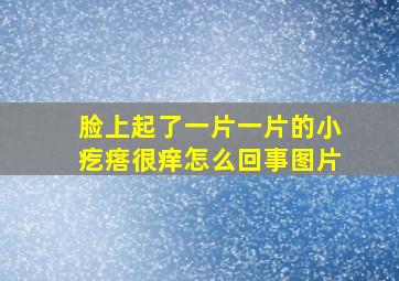 脸上起了一片一片的小疙瘩很痒怎么回事图片