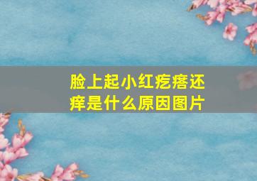 脸上起小红疙瘩还痒是什么原因图片