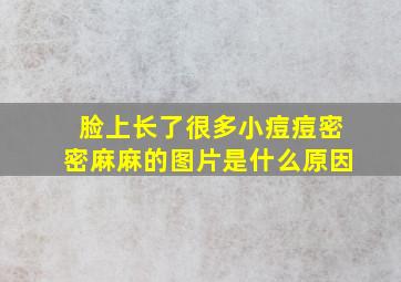 脸上长了很多小痘痘密密麻麻的图片是什么原因