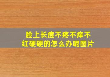 脸上长痘不疼不痒不红硬硬的怎么办呢图片