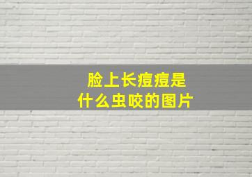 脸上长痘痘是什么虫咬的图片