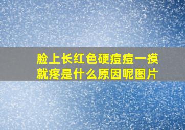 脸上长红色硬痘痘一摸就疼是什么原因呢图片