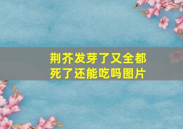 荆芥发芽了又全都死了还能吃吗图片