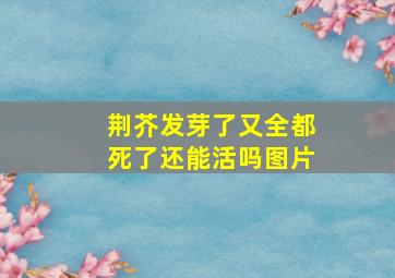 荆芥发芽了又全都死了还能活吗图片