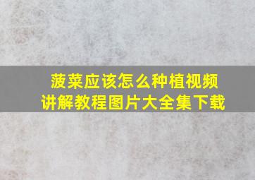 菠菜应该怎么种植视频讲解教程图片大全集下载