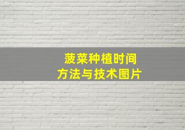 菠菜种植时间方法与技术图片