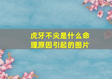 虎牙不尖是什么命理原因引起的图片