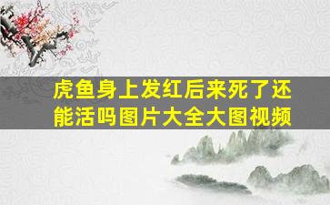 虎鱼身上发红后来死了还能活吗图片大全大图视频