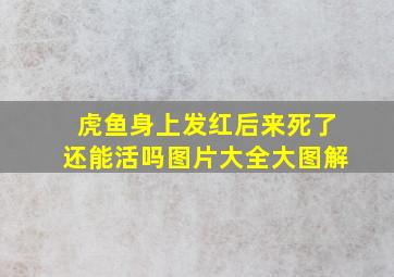 虎鱼身上发红后来死了还能活吗图片大全大图解