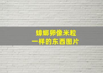 蟑螂卵像米粒一样的东西图片