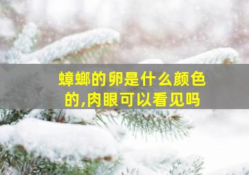 蟑螂的卵是什么颜色的,肉眼可以看见吗