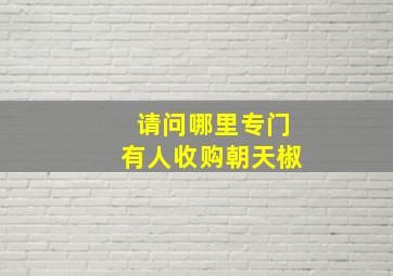 请问哪里专门有人收购朝天椒