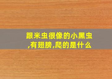 跟米虫很像的小黑虫,有翅膀,爬的是什么