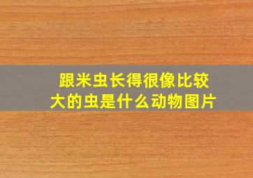 跟米虫长得很像比较大的虫是什么动物图片