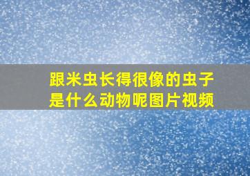 跟米虫长得很像的虫子是什么动物呢图片视频