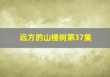 远方的山楂树第37集