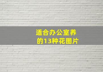 适合办公室养的13种花图片