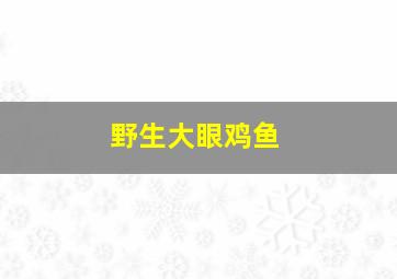 野生大眼鸡鱼