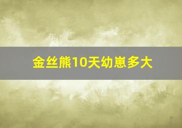 金丝熊10天幼崽多大