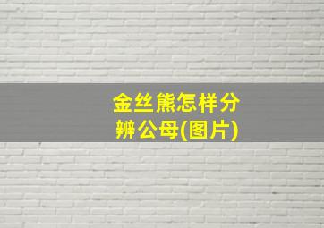 金丝熊怎样分辨公母(图片)