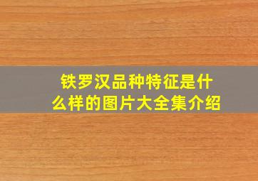 铁罗汉品种特征是什么样的图片大全集介绍