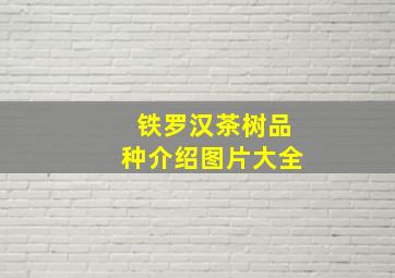 铁罗汉茶树品种介绍图片大全