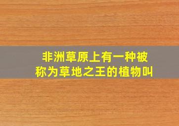 非洲草原上有一种被称为草地之王的植物叫