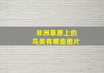 非洲草原上的鸟类有哪些图片