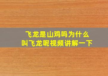 飞龙是山鸡吗为什么叫飞龙呢视频讲解一下