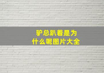 驴总趴着是为什么呢图片大全