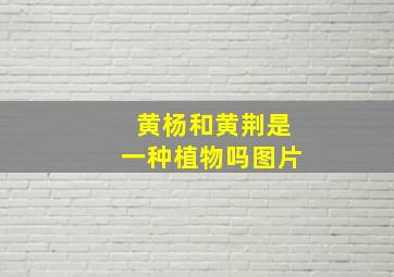 黄杨和黄荆是一种植物吗图片