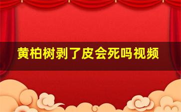 黄柏树剥了皮会死吗视频