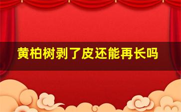 黄柏树剥了皮还能再长吗