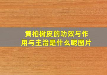 黄柏树皮的功效与作用与主治是什么呢图片