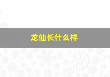 龙仙长什么样