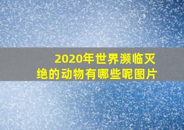 2020年世界濒临灭绝的动物有哪些呢图片